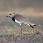 Southern Lapwing