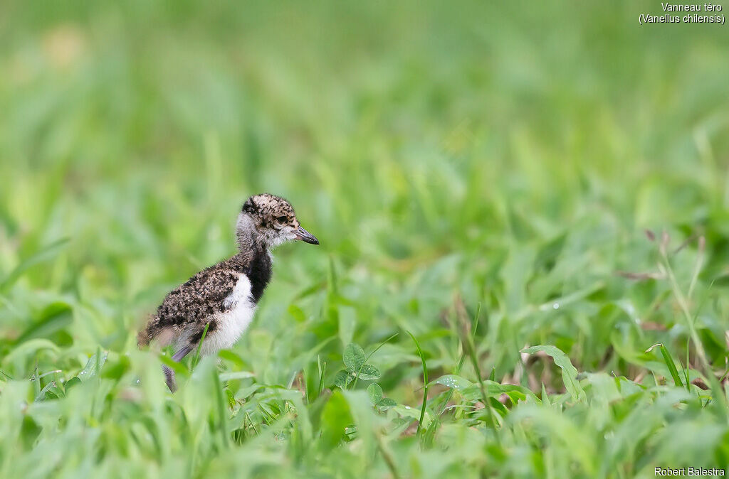 Southern Lapwing