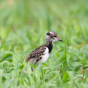 Southern Lapwing