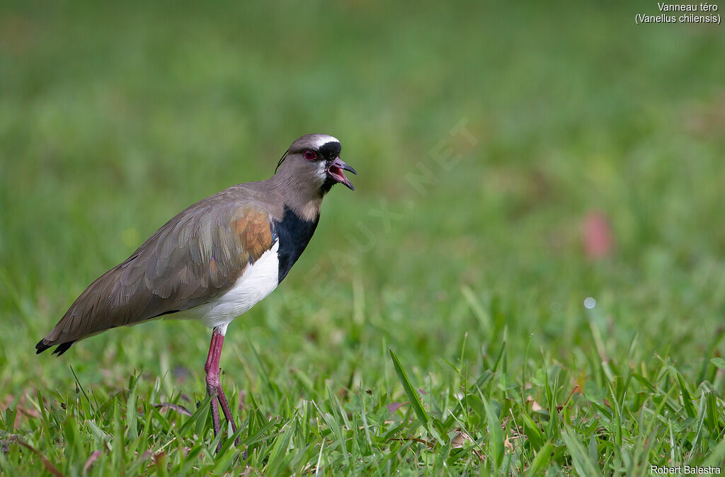 Southern Lapwing