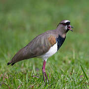 Southern Lapwing