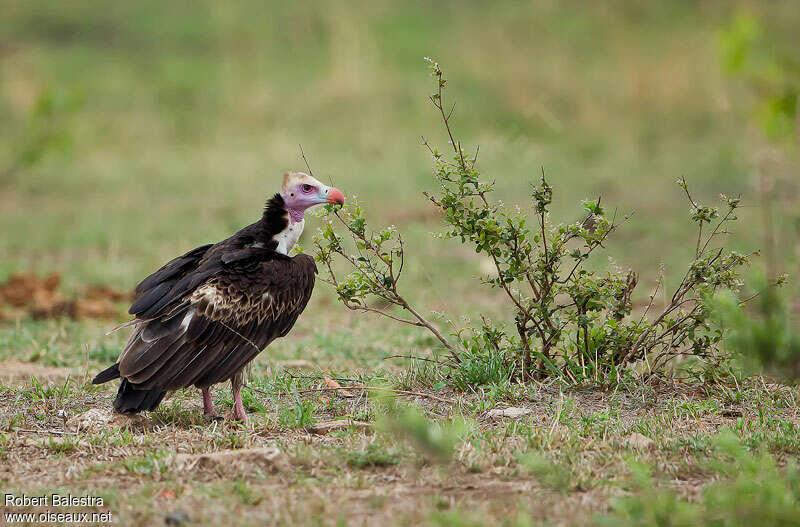 White-headed Vulture male subadult, identification