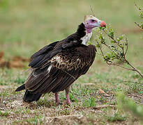 White-headed Vulture