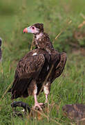 White-headed Vulture