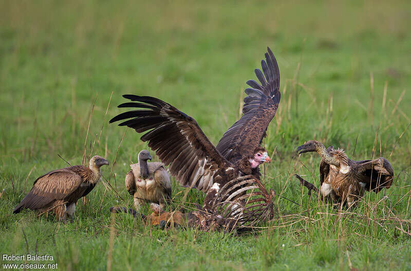 Vautour à tête blancheimmature, pêche/chasse, mange, Comportement