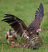 White-headed Vulture