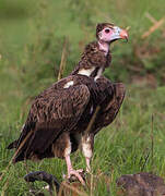 White-headed Vulture