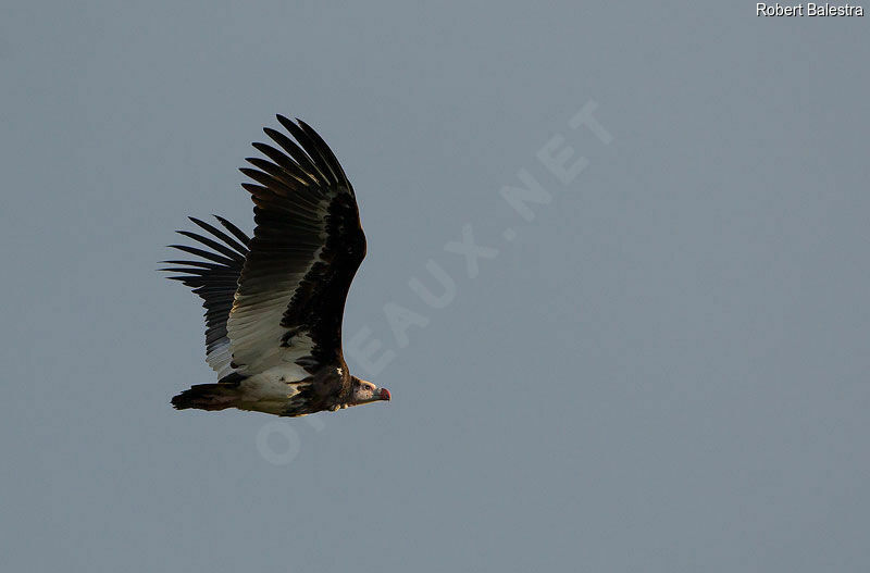 Vautour à tête blanche