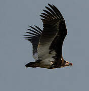 White-headed Vulture