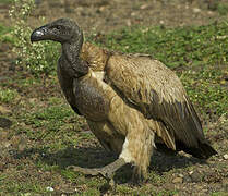 White-backed Vulture