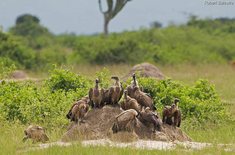 White-backed Vulture