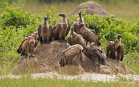 White-backed Vulture