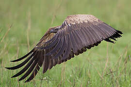 White-backed Vulture