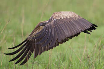 Vautour africain