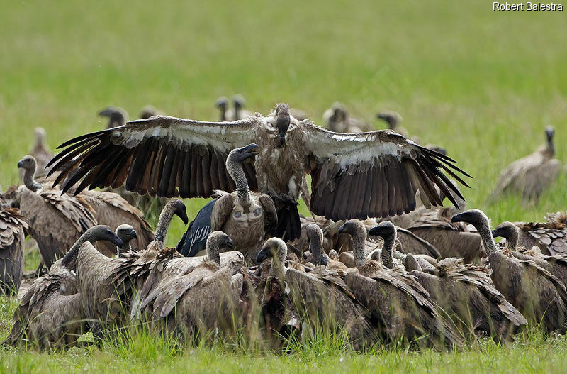 White-backed Vulture