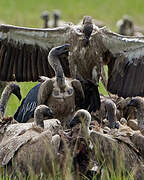 White-backed Vulture