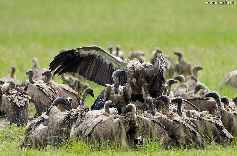 White-backed Vulture