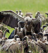 White-backed Vulture