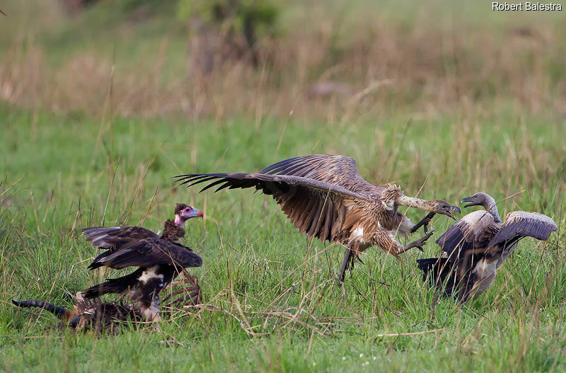 White-backed Vulture