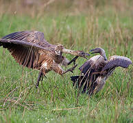 White-backed Vulture