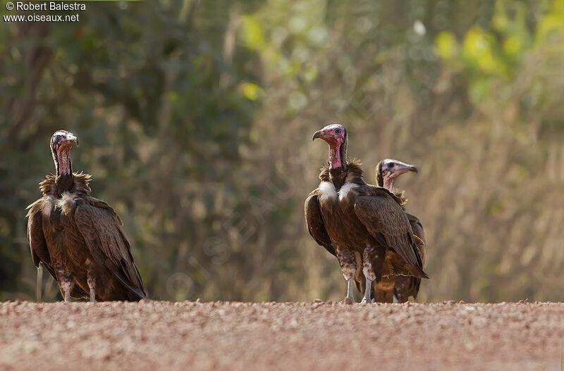 Hooded Vulture