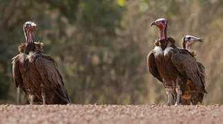 Hooded Vulture