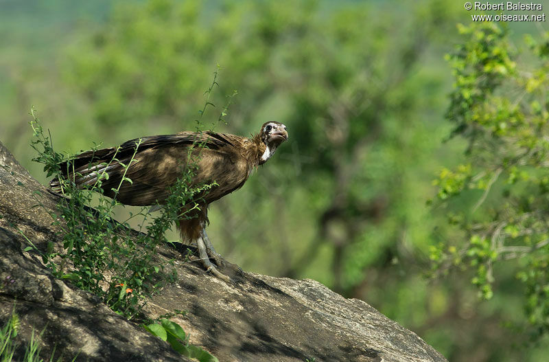 Hooded Vulturejuvenile