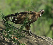 Vautour charognard