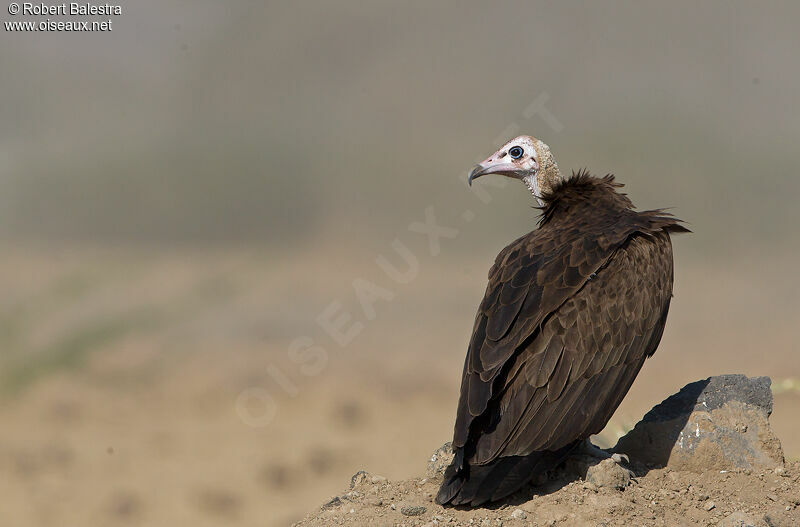 Hooded Vulture