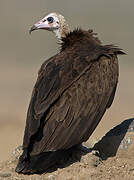 Hooded Vulture