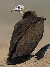 Vautour charognard