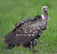 Rüppell's Vulture