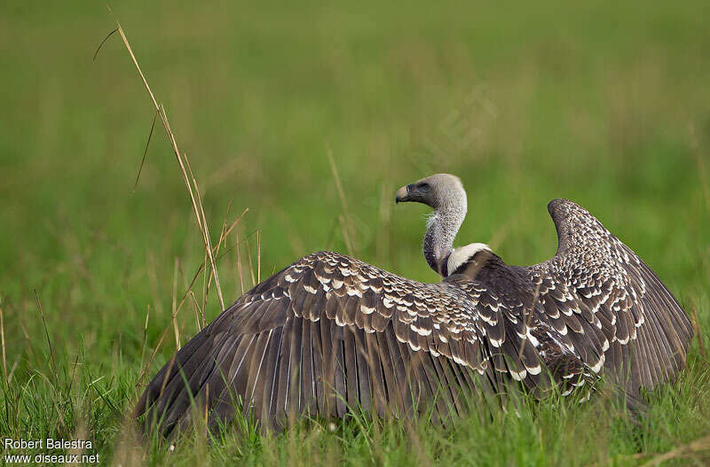 Rüppell's Vulture