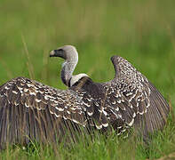 Rüppell's Vulture