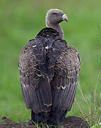 Rüppell's Vulture