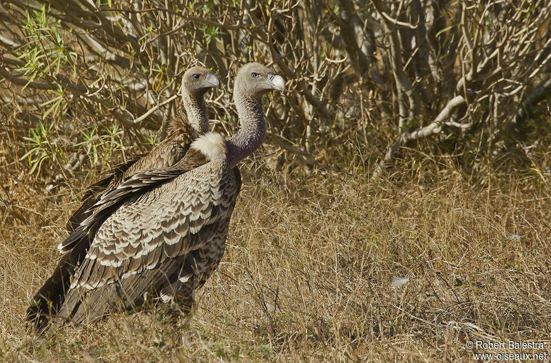 Rüppell's Vulture