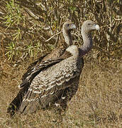 Rüppell's Vulture