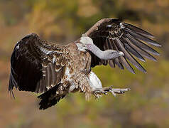 Rüppell's Vulture