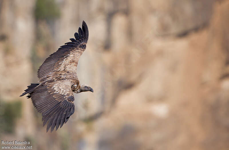 Rüppell's Vulture