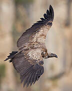 Rüppell's Vulture