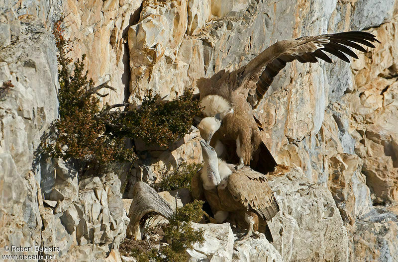 Griffon Vulture , Behaviour