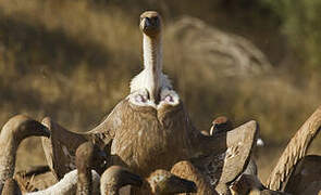 Griffon Vulture