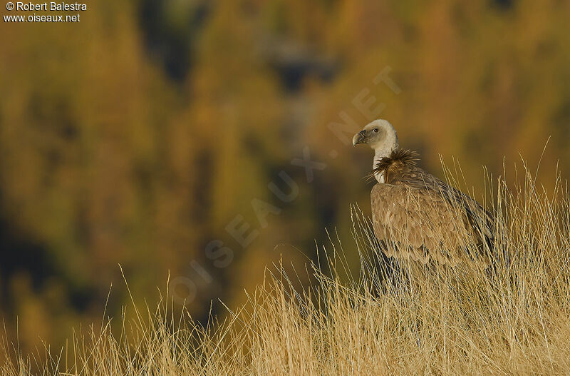 Griffon Vulture