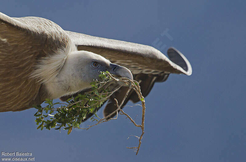 Griffon Vultureadult, Reproduction-nesting