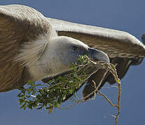 Griffon Vulture