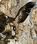 Griffon Vulture