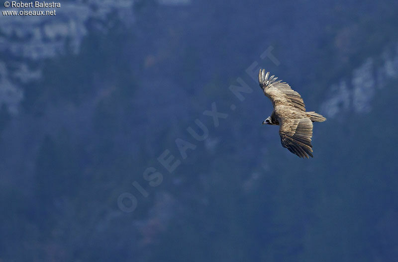 Cinereous Vulture