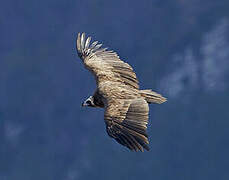 Cinereous Vulture