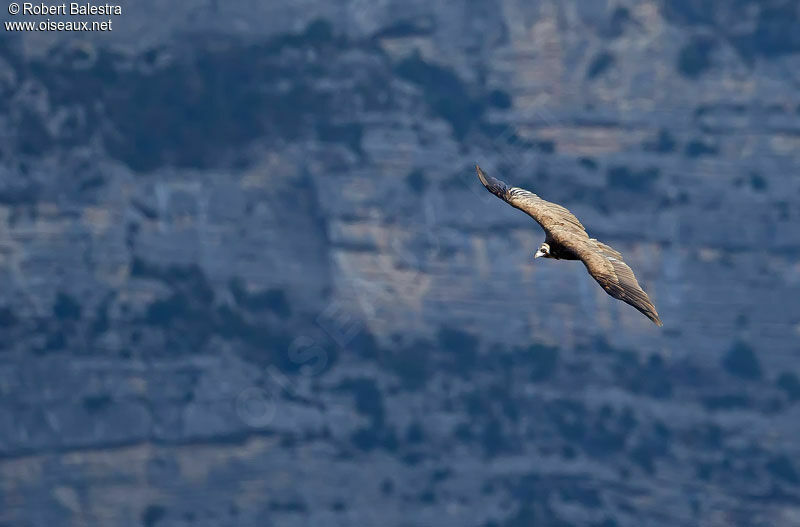 Cinereous Vulture