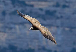 Cinereous Vulture